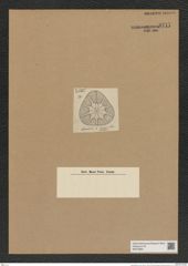 Asteromphalus sp. (de-Toni-Nr.: Genus 236) Zeichnungen Sammlung Grunow Nr. 9717 (NHMW-BOT-W0379661)